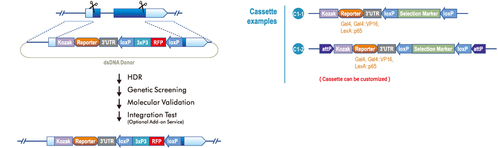 Reporter replacement with exogenous Kozak