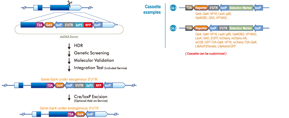 C-terminal Reporter Knock-in