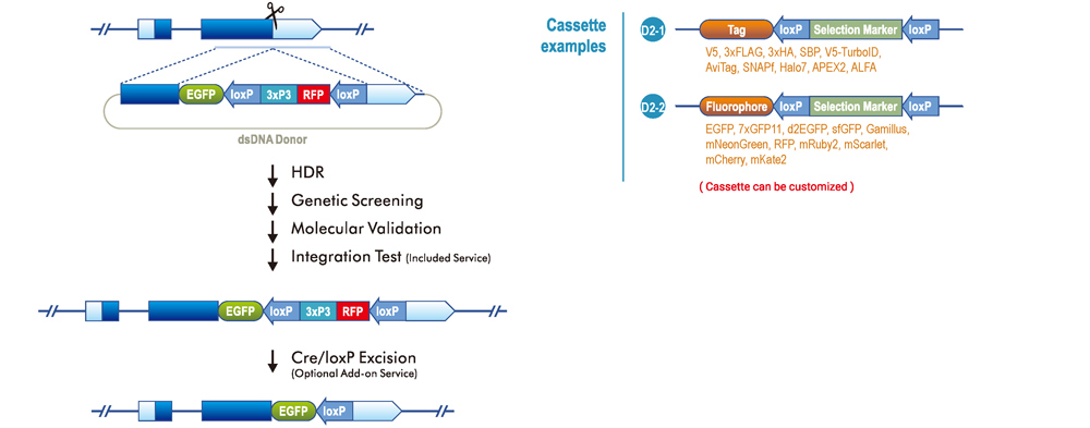 C-terminal Tagging with LoxP System (a sequence linker between tag and 3'UTR)