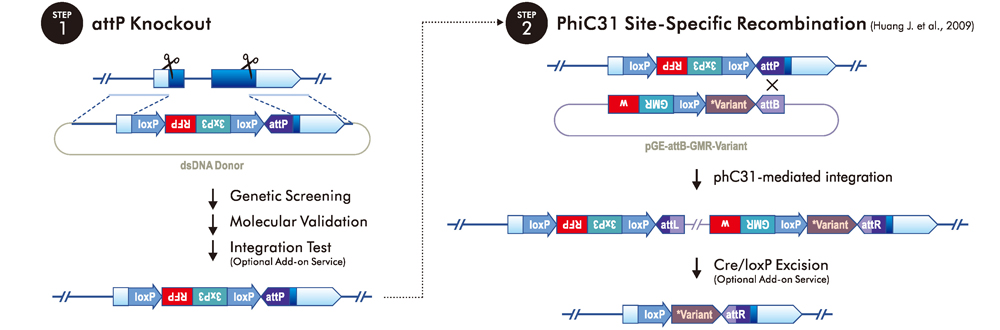 Variant Rescue: by PhiC31 Site-Specific Recombination