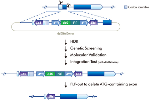 Conditional Knockout
