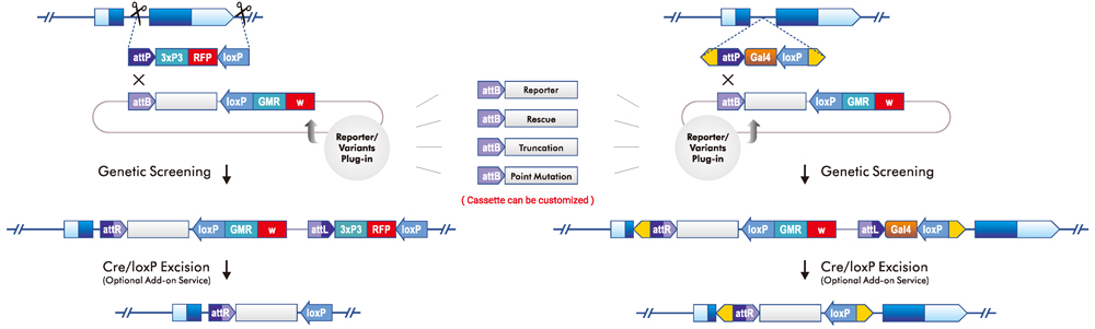 PhiC31 Site-Specific Recombination using existing fly tools